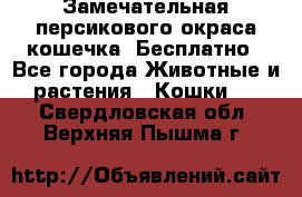 Замечательная персикового окраса кошечка. Бесплатно - Все города Животные и растения » Кошки   . Свердловская обл.,Верхняя Пышма г.